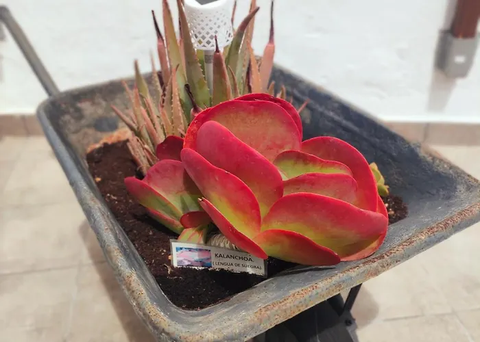 Appartamento Casa El Escano En La Naturaleza & Jacuzzi *